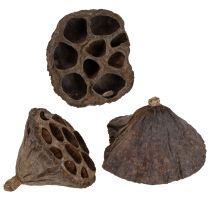 Artikel Lotuslök liten 100 st naturlig