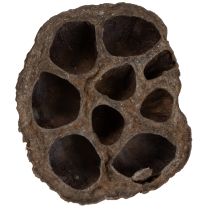 Artikel Lotuslök liten 100 st naturlig