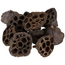 Artikel Lotuslök liten 100 st naturlig