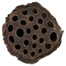 Artikel Lotus kolv medium 100 st naturlig