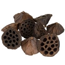 Artikel Lotus kolv medium 100 st naturlig