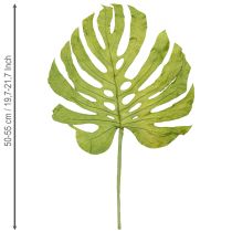 Artikel Monsterablad torkade dekorationsfönsterblad H50cm 5 st
