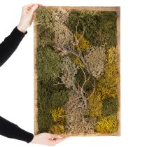 Artikel Mossbild, äkta konserverad mossa och kvistar, naturlig, 60×40 cm