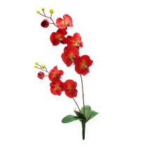 Dekorativ orkidéröd 68cm