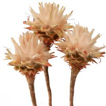 Artikel Leucospermum Plumosum Silver Tree Blossoms Light 25 st