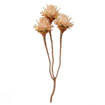 Artikel Leucospermum Plumosum Silver Tree Blossoms Light 25 st