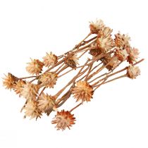 Artikel Leucospermum Plumosum Silver Tree Blossoms Light 25 st