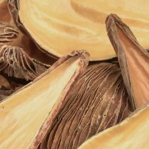 Artikel Kapselkapselkapsel för frukt och frö Pradeep Pods 9-12 cm naturliga 50 st