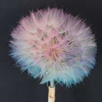 Artikel Maskrosdekoration, torkad blomma, stabiliserad och färgad, delikat, hållbar, 12 cm, 4 stycken