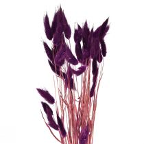 Artikel Sammetsgräsviol, kaninstjärtgräs, Lagurus L18-50cm 25g