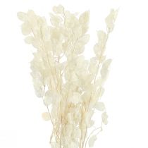 Artikel Silver Leaf Moon Violet Lunaria Konserverad L70cm 20g