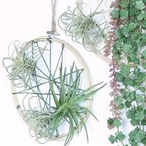 Artikel Tillandsia suckulenta konstgjorda gröna växter 13cm