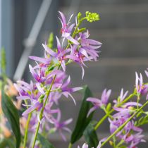 Artikel Triteleia konstgjord blomma för elegant blomsterdekoration i vardagsrum, 110 cm, 2 stycken