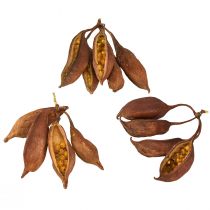 Artikel Torrdekoration Brachyciton naturligt flaskträd 5-10cm 1kg