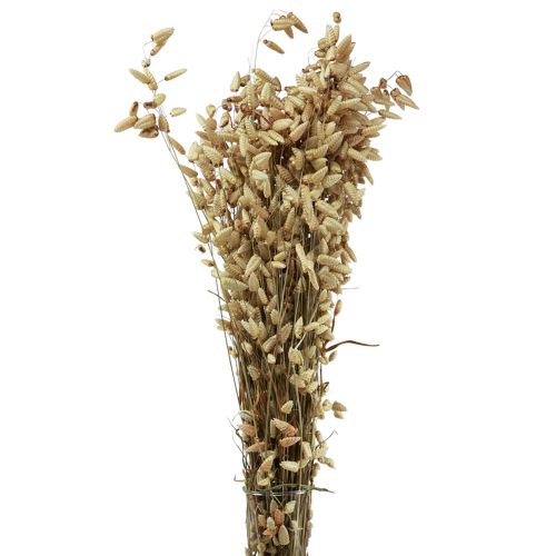 Floristik24 Quaking Grass Torkade Blommor Grön Naturlig Briza 60cm 100g
