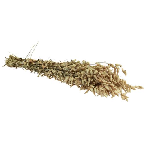 Floristik24 Quaking Grass Torkade Blommor Grön Naturlig Briza 60cm 100g