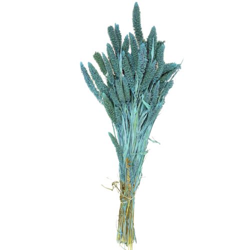 Artikel Torkade blommor, Setaria Pumila, hirsblå 65cm 200g