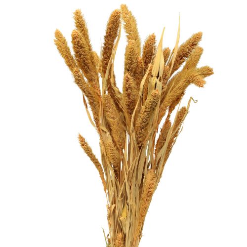 Floristik24 Torkade blommor, Setaria Pumila, borst hirs apelsin 72cm 225g