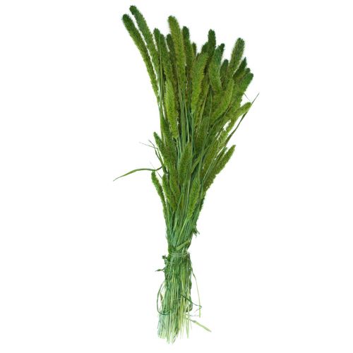 Artikel Torkade blommor, Setaria Pumila, borsthirsgröna 75 cm 170 g