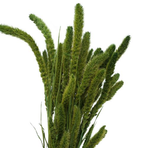 Torkade blommor, Setaria Pumila, borsthirsgröna 75 cm 170 g