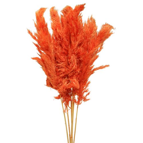 Floristik24 Pampas gräsdekoration torkad apelsin torr floristry 72cm 6 st