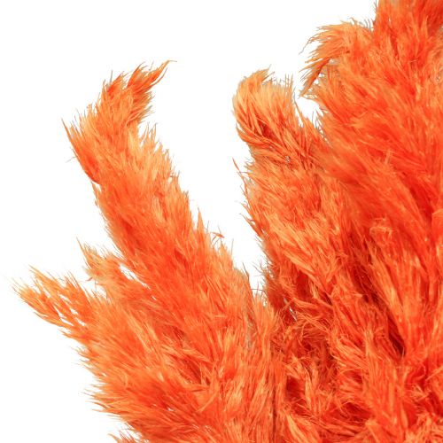Floristik24 Pampas gräsdekoration torkad apelsin torr floristry 72cm 6 st