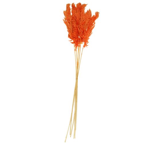 Floristik24 Pampas gräsdekoration torkad apelsin torr floristry 72cm 6 st