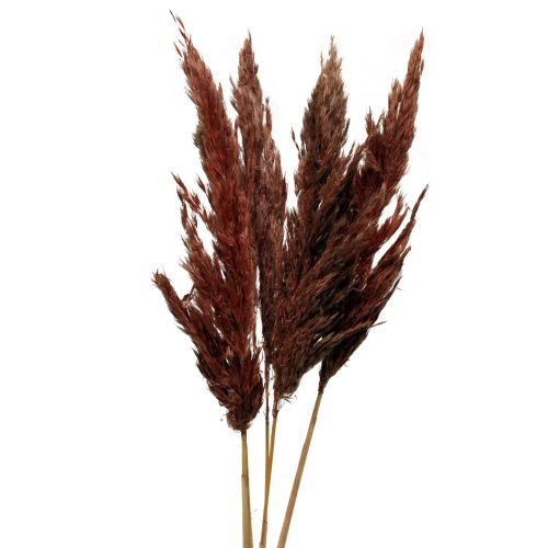 Pampas gräs deco torkad röd brun torr floristics 70cm 6st