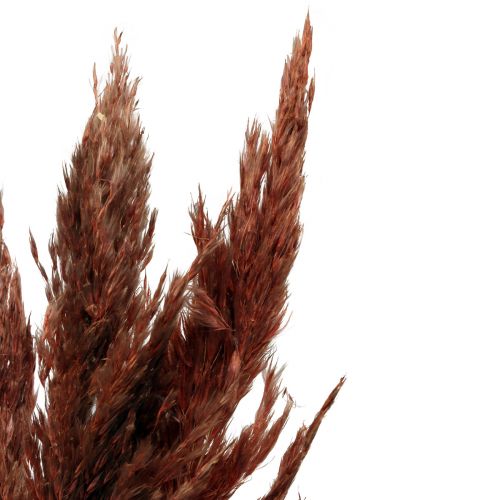 Floristik24 Pampas gräs dekoration torkat röd-brun torr blommor 70cm 6 st