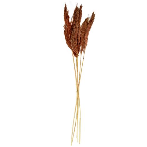 Floristik24 Pampas gräs dekoration torkat röd-brun torr blommor 70cm 6 st