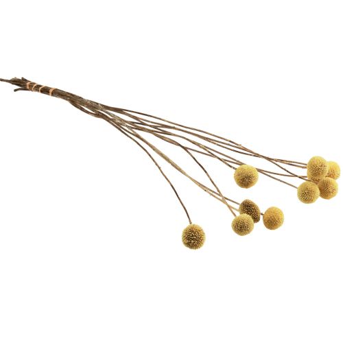 Artikel Craspedia Torkade Blommor Trumpinnar Gul 70cm 10 st