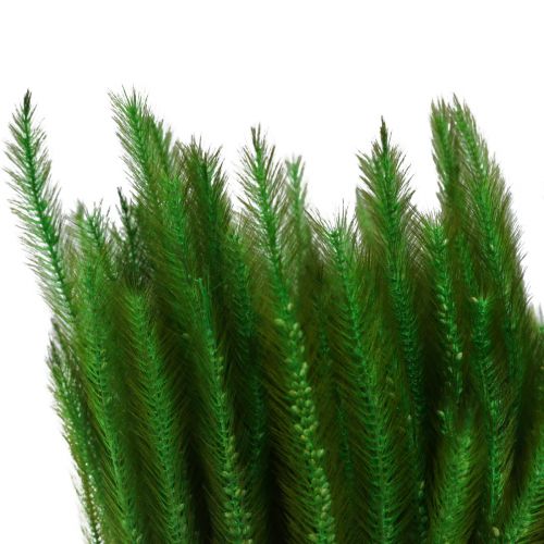 Artikel Grön borst hirs Setaria viridis torrt gräs 52cm 28g