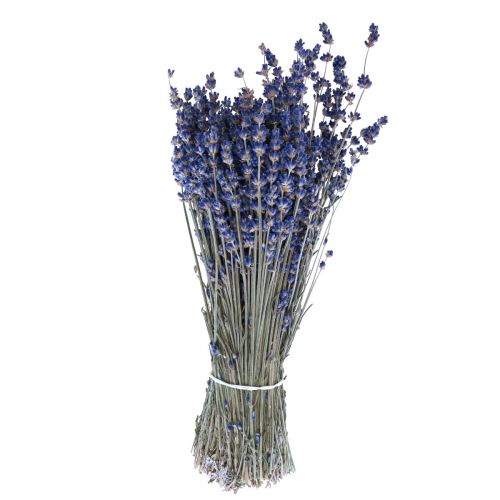 Floristik24 Torkad lavendel knippe torkade blommor Blå 25cm 75g