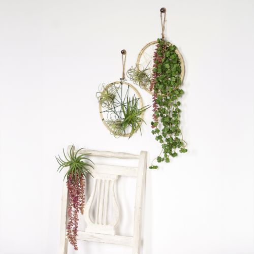 Artikel Sedum 'Rubin' hängande växt – dekorativ, lättskött suckulent 43 cm 3 st.
