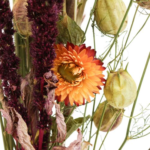 Floristik24 Bukett torkade blommor halmblommor orange lila 55cm 70g