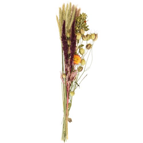 Floristik24 Bukett torkade blommor halmblommor orange lila 55cm 70g