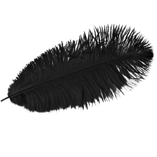 Floristik24 Dekorativa strutsfjädrar svarta fjädrar 38-40cm 2 st