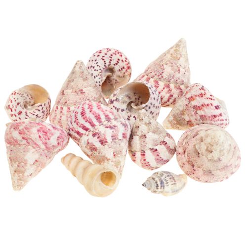 Floristik24 Maritim dekoration snigelskal dekoration rosa Trochus Maculatus 1100gr