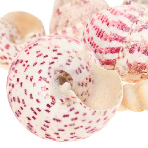 Floristik24 Maritim dekoration snigelskal dekoration rosa Trochus Maculatus 1100gr