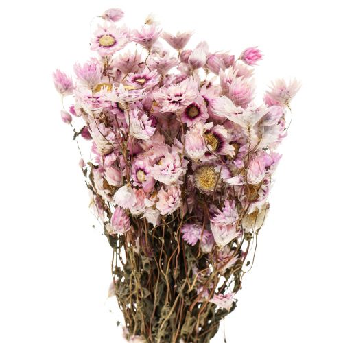 Floristik24 Halmblommor torkade blommor vit rosa 20-35cm knippe 40g