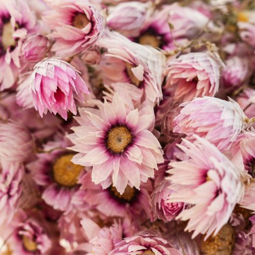 Floristik24 Halmblommor torkade blommor vit rosa 20-35cm knippe 40g