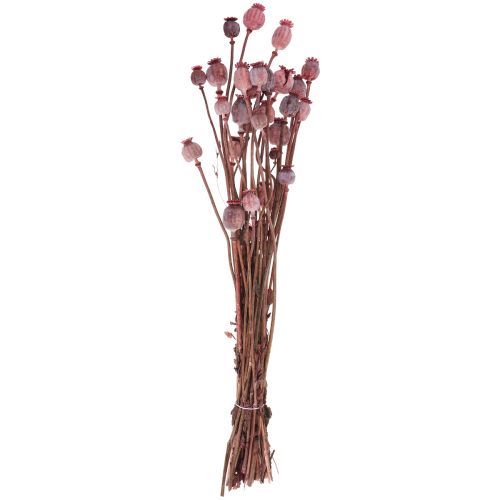 Floristik24 Torkade blommor Torkade Vallmo Caps Deco Red 80g