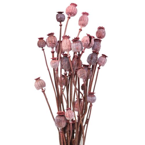 Floristik24 Torkade blommor Torkade Vallmo Caps Deco Red 80g