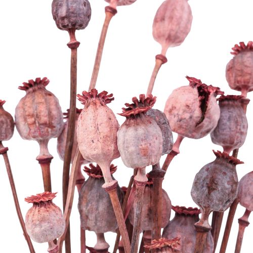 Floristik24 Torkade blommor Torkade Vallmo Caps Deco Red 80g