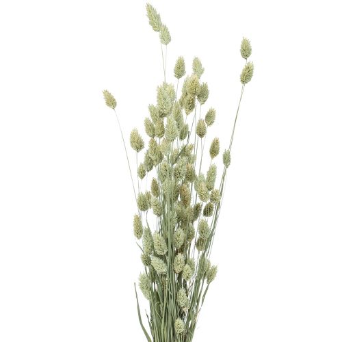 Torkade gräs Phalaris torkad torr floristisk natur 55cm 80g