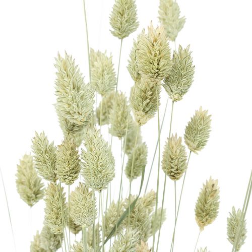 Floristik24 Torkade gräs Phalaris torkad torr floristisk natur 55cm 80g