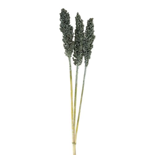 Artikel Torkade blommor sorghum hirs blågrön torr blomstring 72cm 3 st