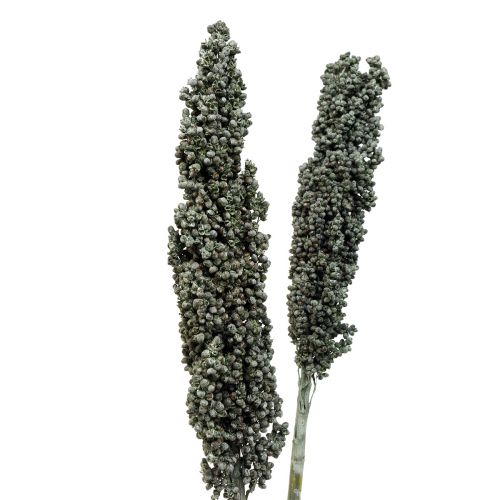 Artikel Torkade blommor sorghum hirs blågrön torr blomstring 72cm 3 st