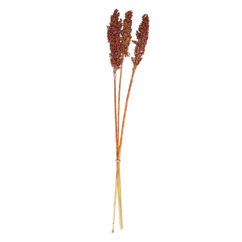 Artikel Torkade blommor Sorghum Hirs Orange Torra Blommor 70cm 3st