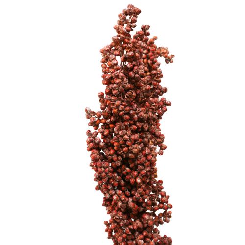 Floristik24 Torkade blommor Sorghum Hirs Orange Torra Blommor 70cm 3st